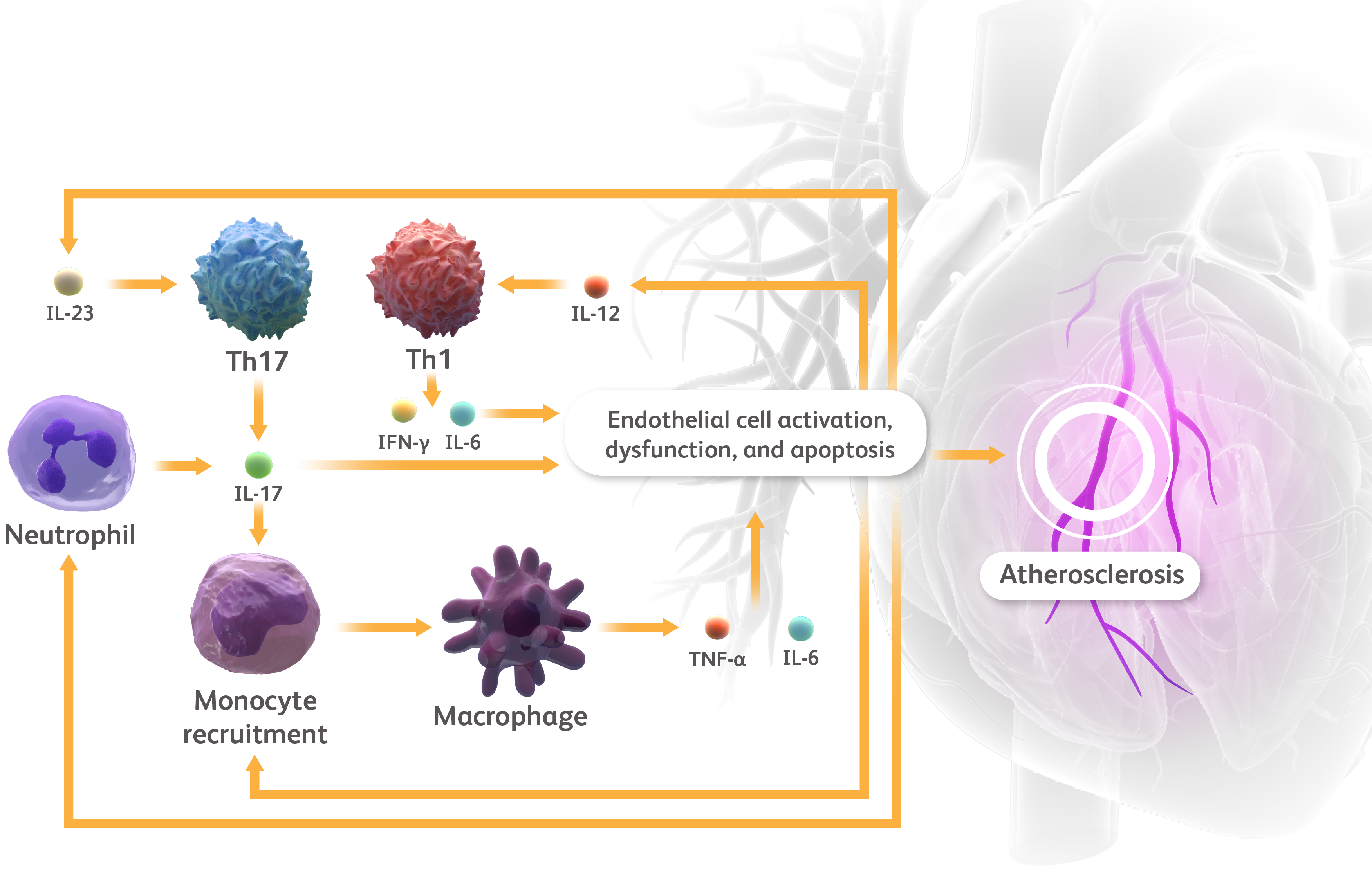 Heart on the right and relevant inflammatory cells and cytokines in CVD are shown on the left.