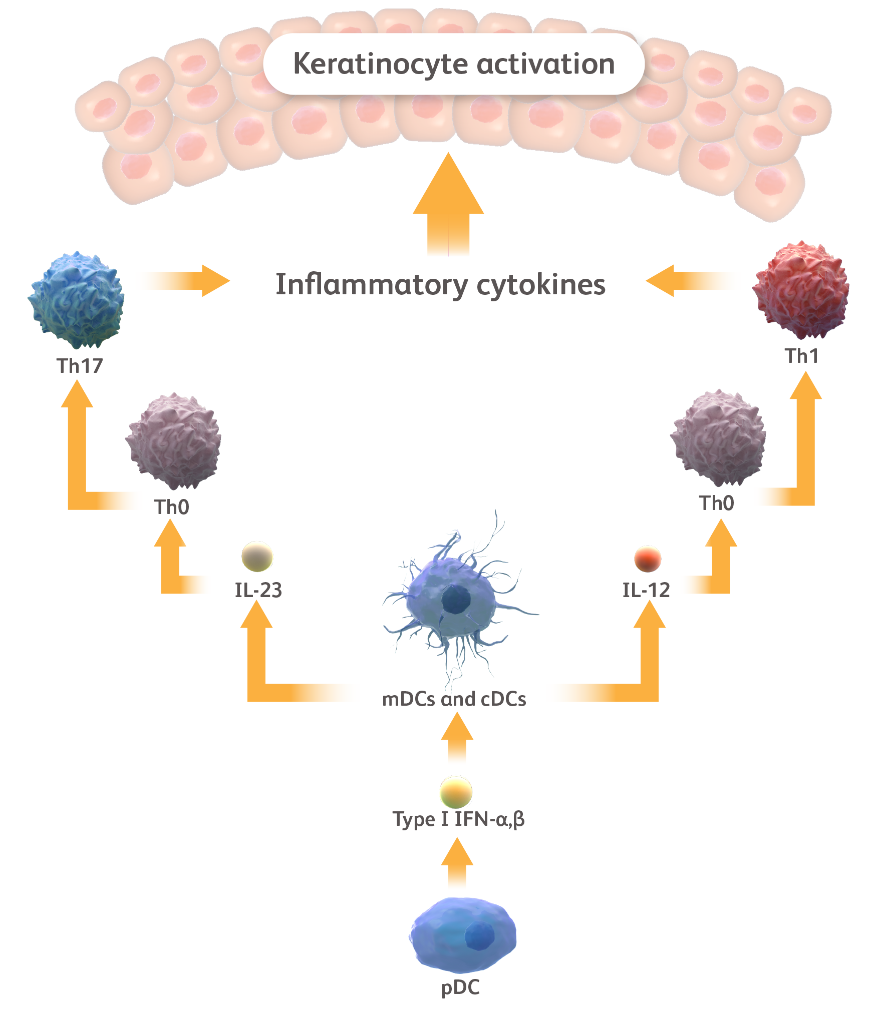 Cytokines Diagram