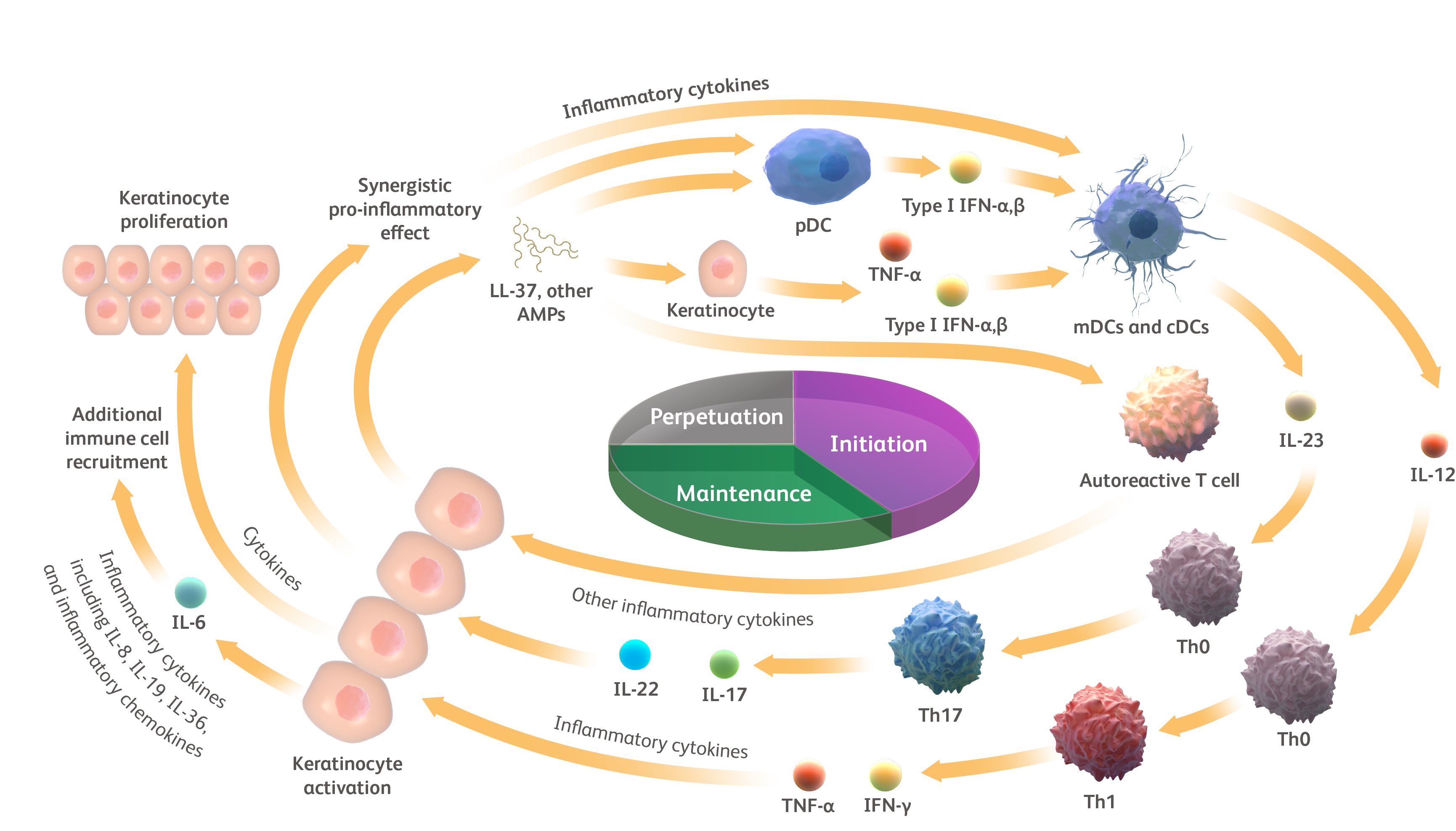 The self-perpetuating psoriasis cycle from skin signals activating immune cells to further keratinocyte activation.