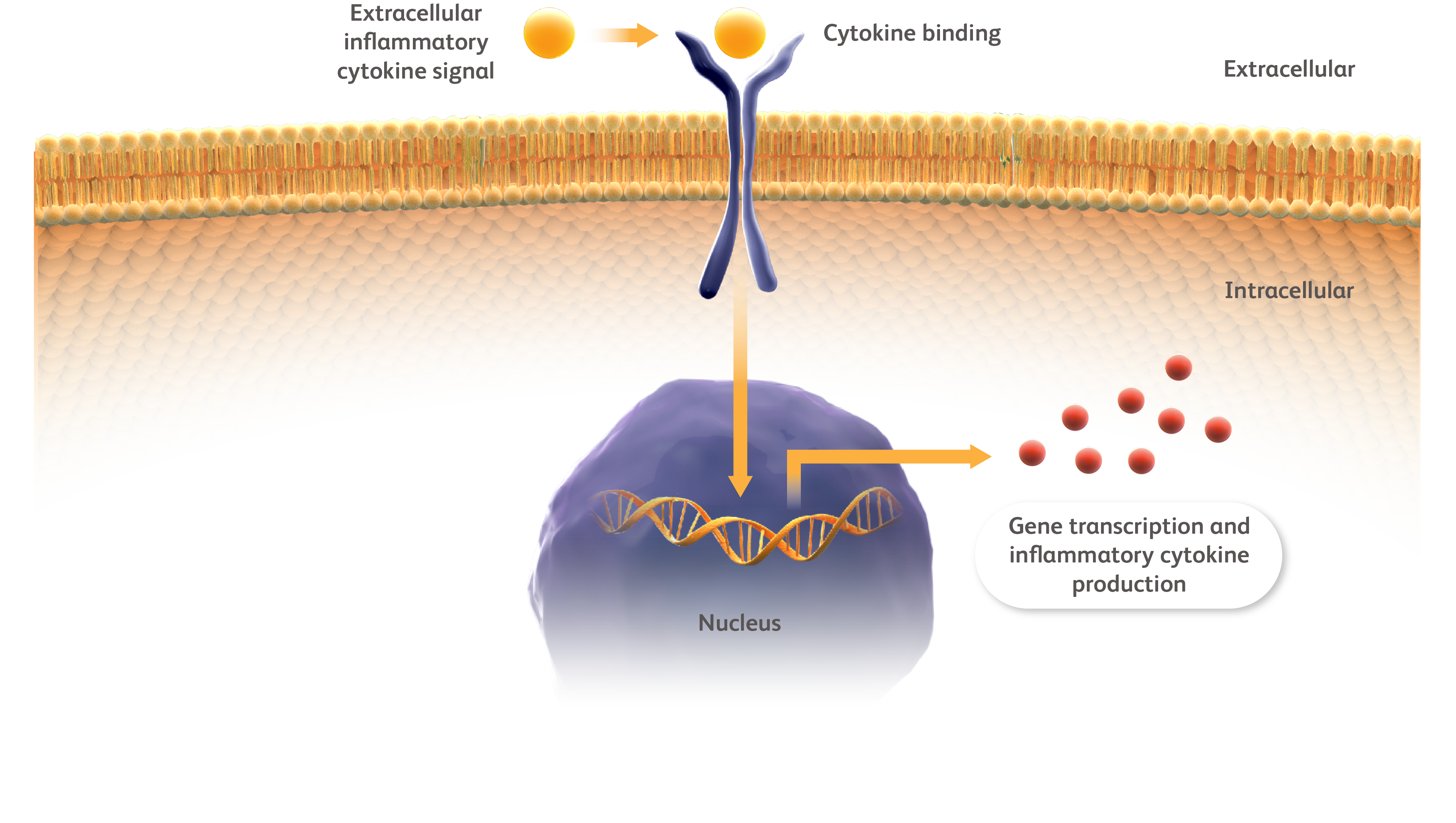 Diagram of a signal transduction pathway from extracellular cytokines to intracellular action.